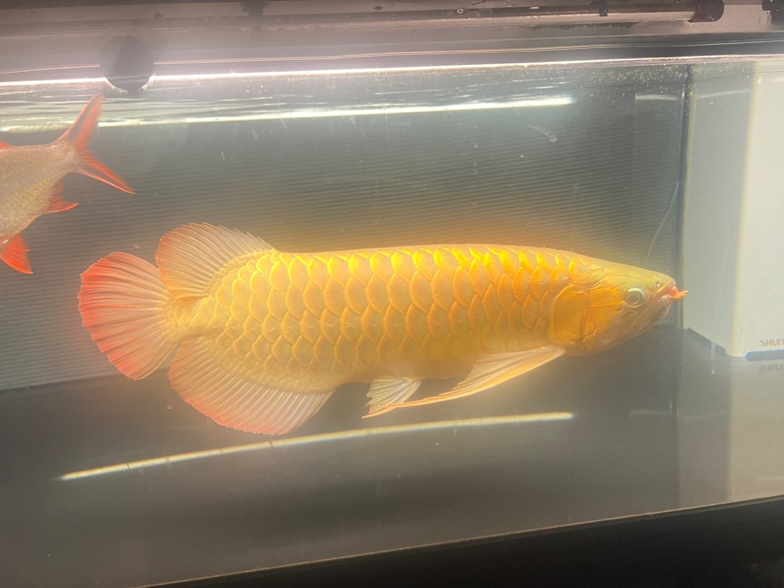 酷暑 酷暑 龍魚論壇
