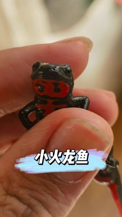 哪些材質的玩具更適合小火龍魚？ 哪些材質的玩具更適合小火龍魚？ 龍魚百科 第4張