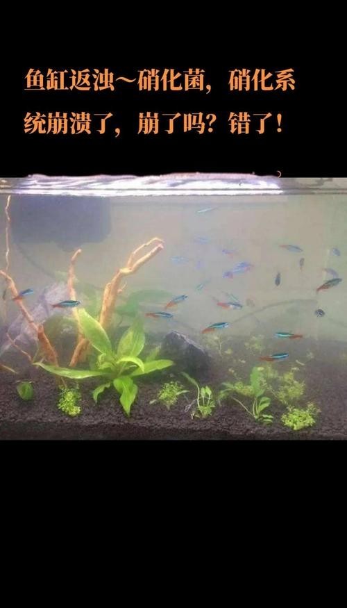 龍魚缸可以放熟普洱茶嗎圖片大全大圖 龍魚缸可以放熟普洱茶嗎圖片大全大圖 龍魚百科 第26張