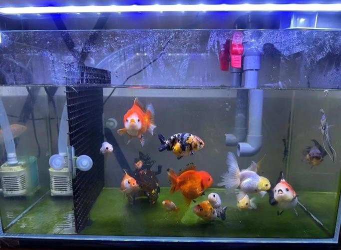 龍魚缸可以放熟普洱茶嗎圖片大全大圖 龍魚缸可以放熟普洱茶嗎圖片大全大圖 龍魚百科 第23張
