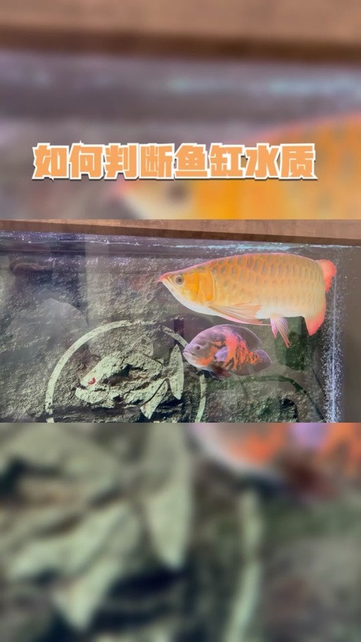 龍魚缸可以放熟普洱茶嗎圖片大全大圖 龍魚缸可以放熟普洱茶嗎圖片大全大圖 龍魚百科 第32張