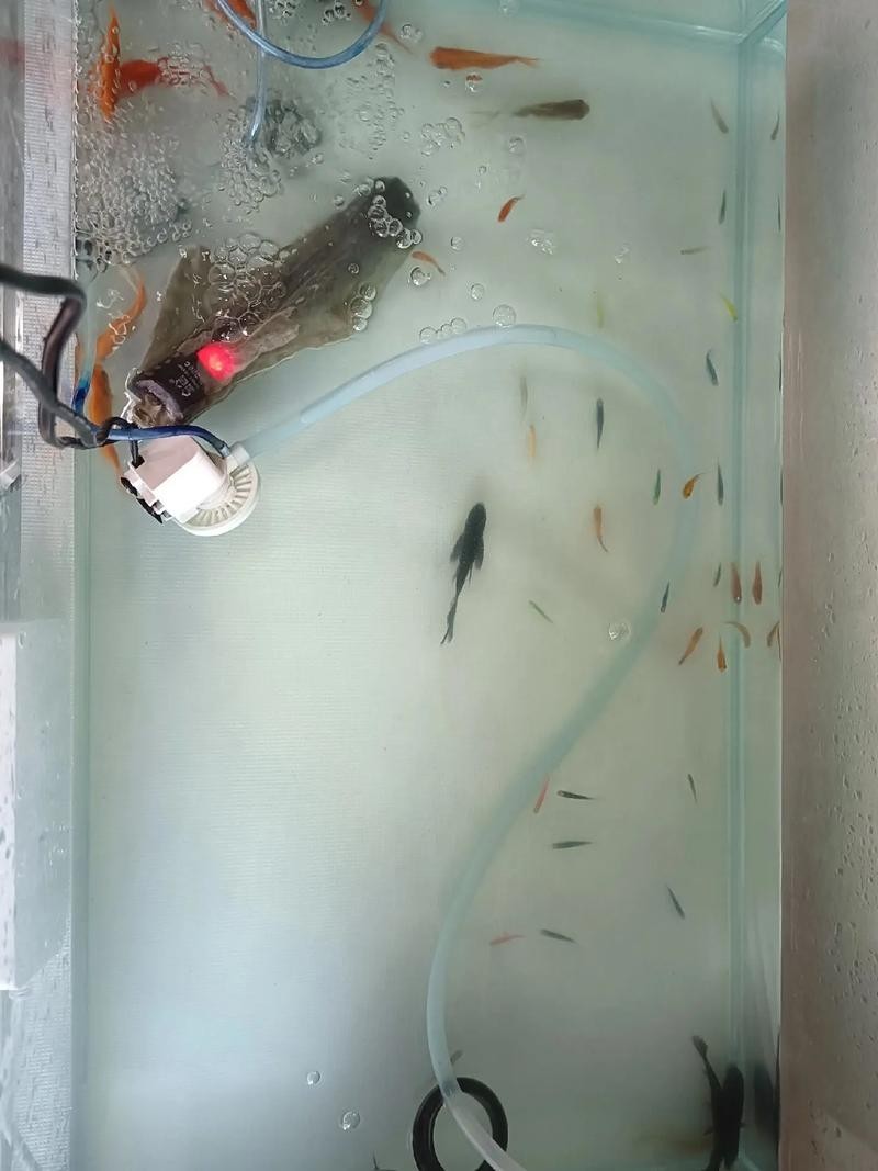 龍魚缸可以放熟普洱茶嗎圖片大全大圖 龍魚缸可以放熟普洱茶嗎圖片大全大圖 龍魚百科 第25張