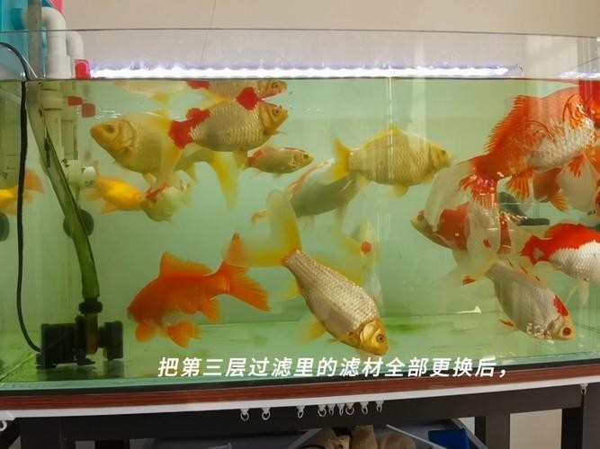 龍魚缸可以放熟普洱茶嗎圖片大全大圖 龍魚缸可以放熟普洱茶嗎圖片大全大圖 龍魚百科 第33張