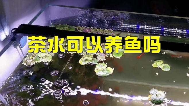 龍魚缸可以放熟普洱茶嗎圖片大全大圖 龍魚缸可以放熟普洱茶嗎圖片大全大圖 龍魚百科 第2張