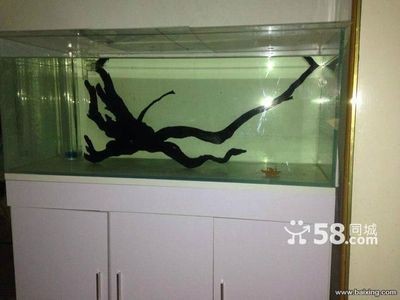 魚缸多少錢一米（魚缸多少錢一米,1米魚缸的價格）