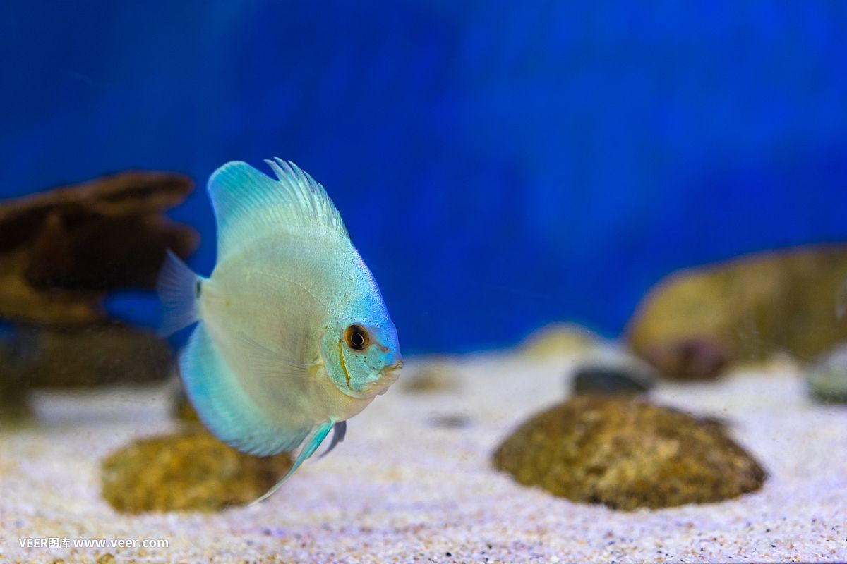 魚缸魚推薦（如何選擇適合自己的魚缸魚）