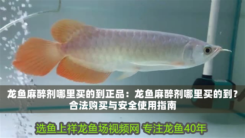 龍魚麻醉劑哪里買的到正品：龍魚麻醉劑哪里買的到？合法購買與安全使用指南 龍魚麻醉劑哪里買的到正品：龍魚麻醉劑哪里買的到？合法購買與安全使用指南 龍魚百科 第1張