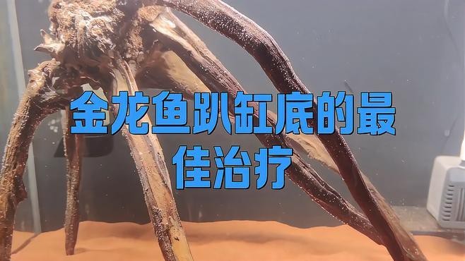 金龍魚趴缸底