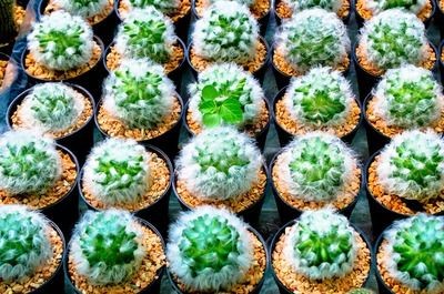 意牌魚缸和森森魚缸哪個好：意牌魚缸與森森魚缸價格對比意牌魚缸超白玻璃特性