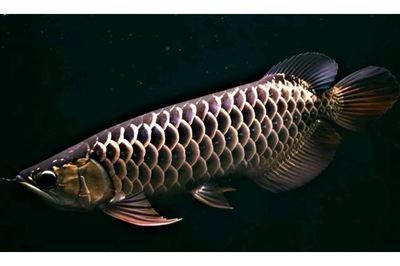 金龍魚的起源與演化史：金龍魚是一種著名的觀賞魚，其起源和演化史備受關注