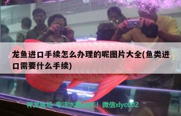 龍魚進口手續，龍魚清關流程詳解