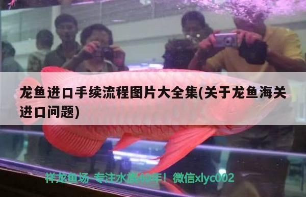 龍魚進口手續，龍魚清關流程詳解