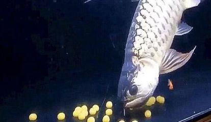 金龍魚掉鱗片怎么辦，金龍魚掉了一片鱗片怎么辦：金龍魚掉了一片鱗片怎么辦，
