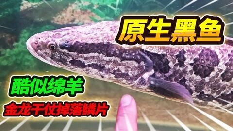 金龍魚掉鱗片怎么辦，金龍魚掉了一片鱗片怎么辦：金龍魚掉了一片鱗片怎么辦，