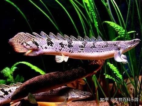 虎紋恐龍王魚吃飼料嗎 虎紋恐龍王魚吃飼料嗎 龍魚論壇 第5張