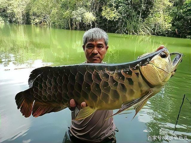 銀龍魚腸炎多久能治好？（銀龍魚腸炎恢復(fù)時(shí)間因病因和嚴(yán)重程度不同而異）