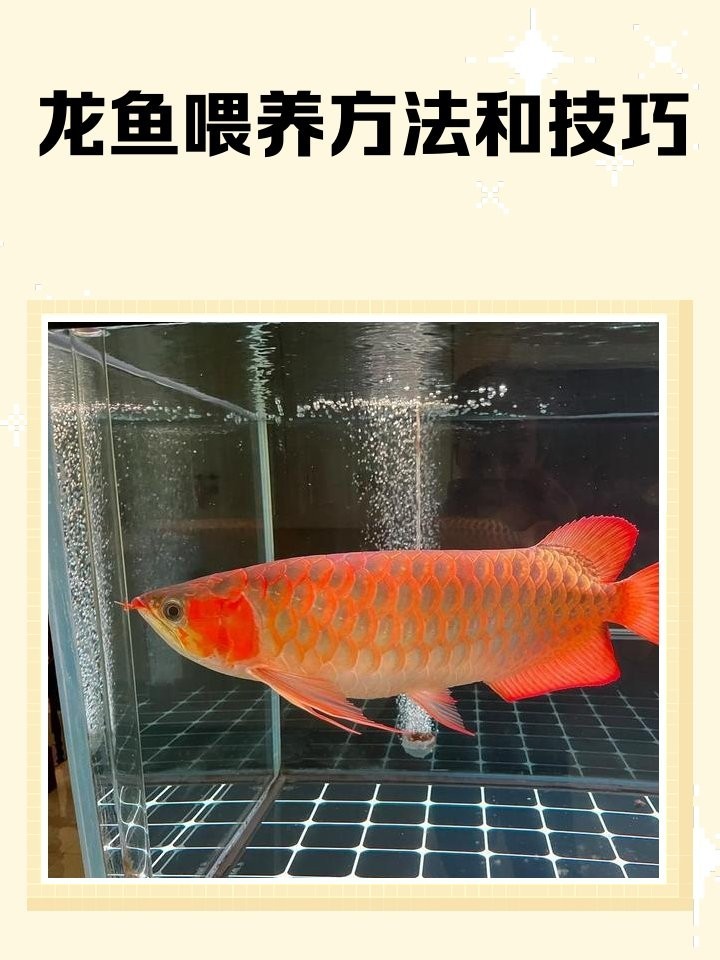 龍魚喂蝦仁好還是喂小河蝦