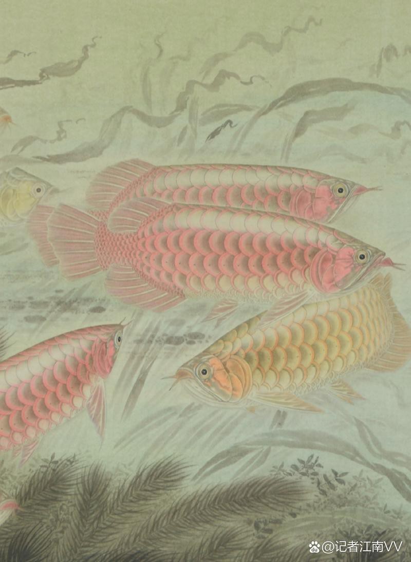 金龍魚(yú)吉祥如意卡圖片