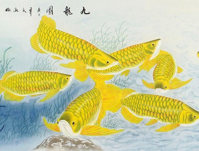 金龍魚(yú)吉祥如意卡圖片
