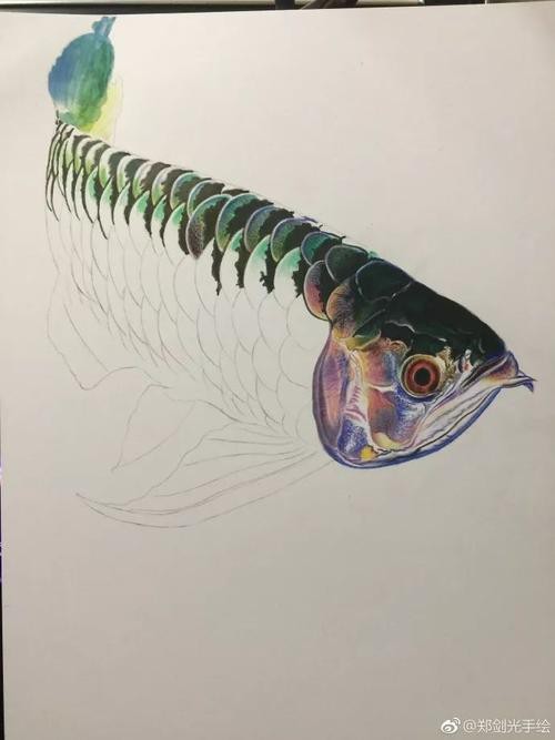 金龍魚(yú)吉祥如意卡圖片