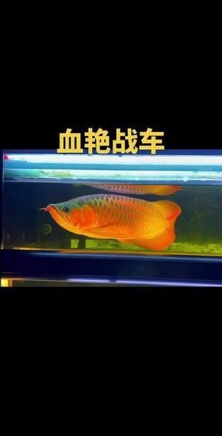 紅龍戰車最帥的十張圖片 紅龍戰車最帥的十張圖片 龍魚論壇 第7張