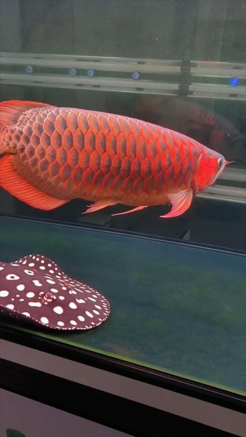 紅龍戰車最帥的十張圖片 紅龍戰車最帥的十張圖片 龍魚論壇 第5張