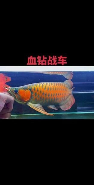 紅龍戰車最帥的十張圖片 紅龍戰車最帥的十張圖片 龍魚論壇 第11張