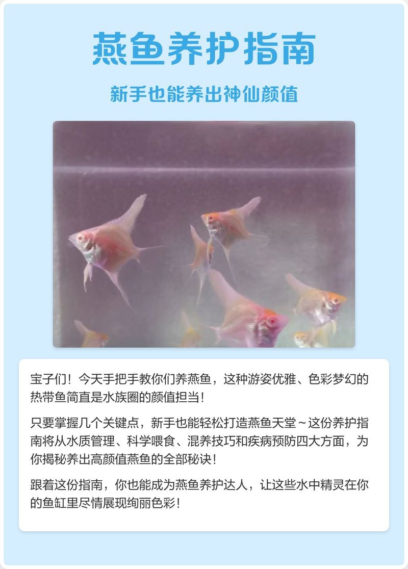 十大最皮實燕魚排名