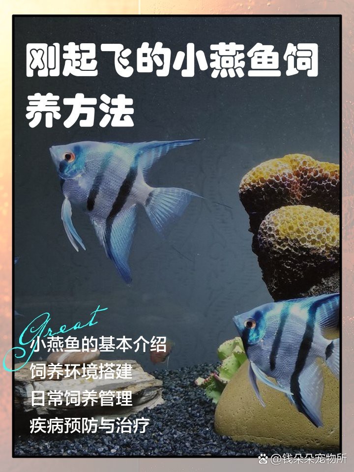 十大最皮實燕魚排名