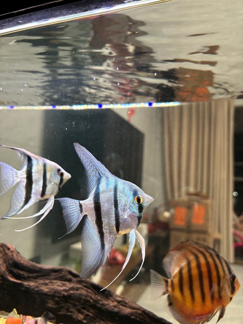 十大最皮實燕魚排名