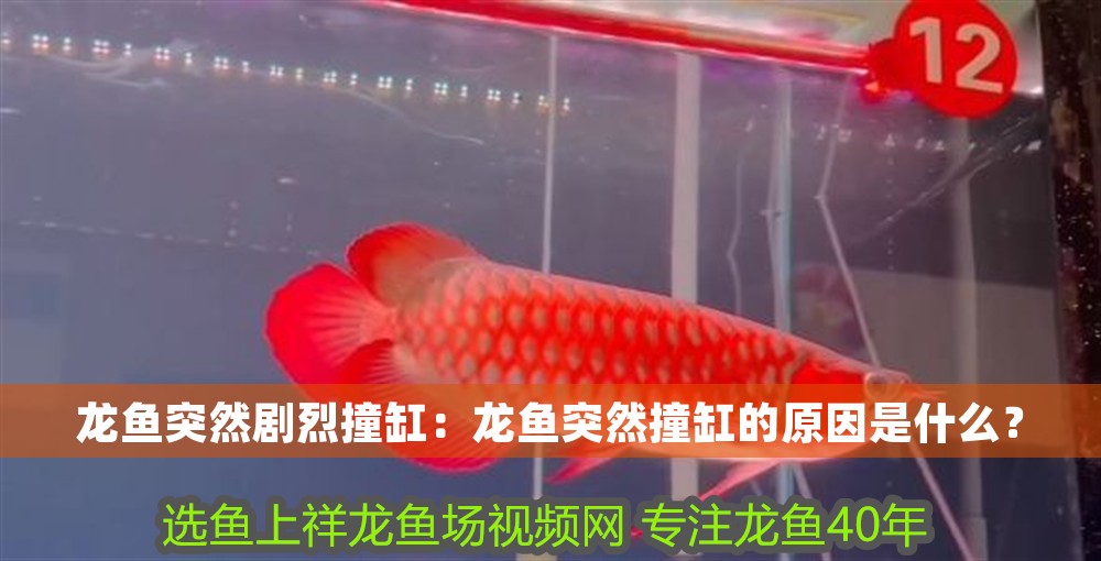 龍魚突然劇烈撞缸：龍魚突然撞缸的原因是什么？