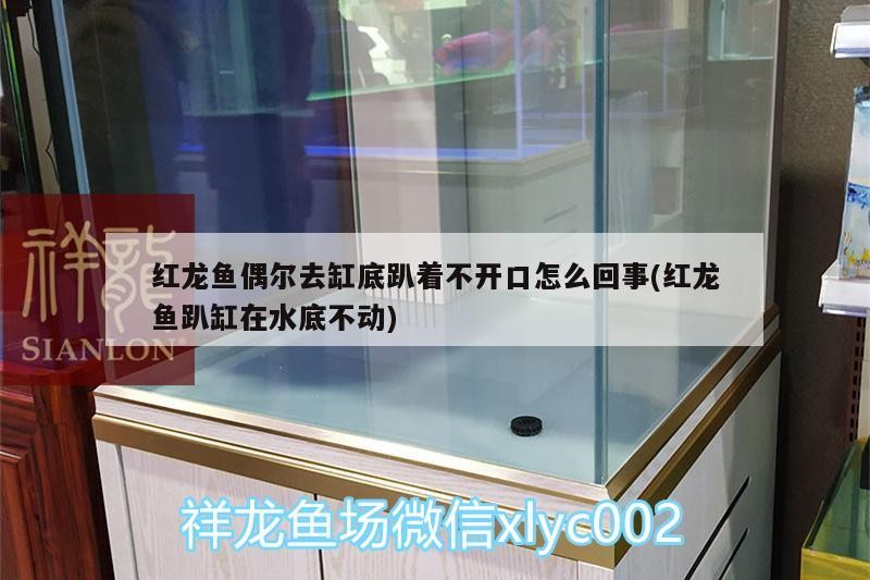 紅龍魚偶爾去缸底趴著不開(kāi)口怎么回事(紅龍魚趴缸在水底不動(dòng)) 紅龍魚偶爾去缸底趴著不開(kāi)口怎么回事(紅龍魚趴缸在水底不動(dòng)) 魚缸百科