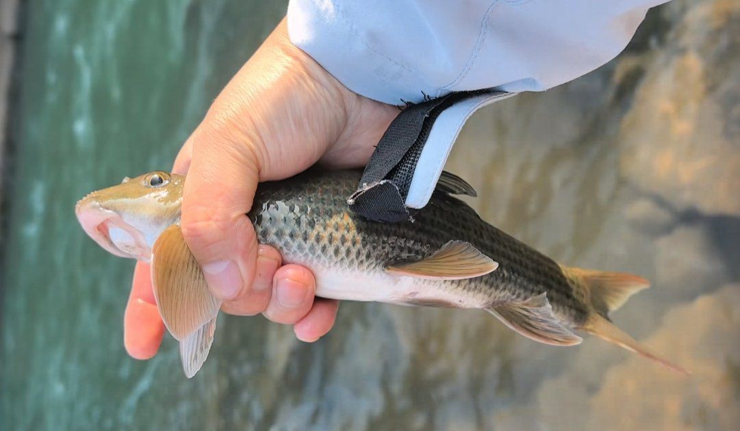 貴州青龍棒魚圖片及做法