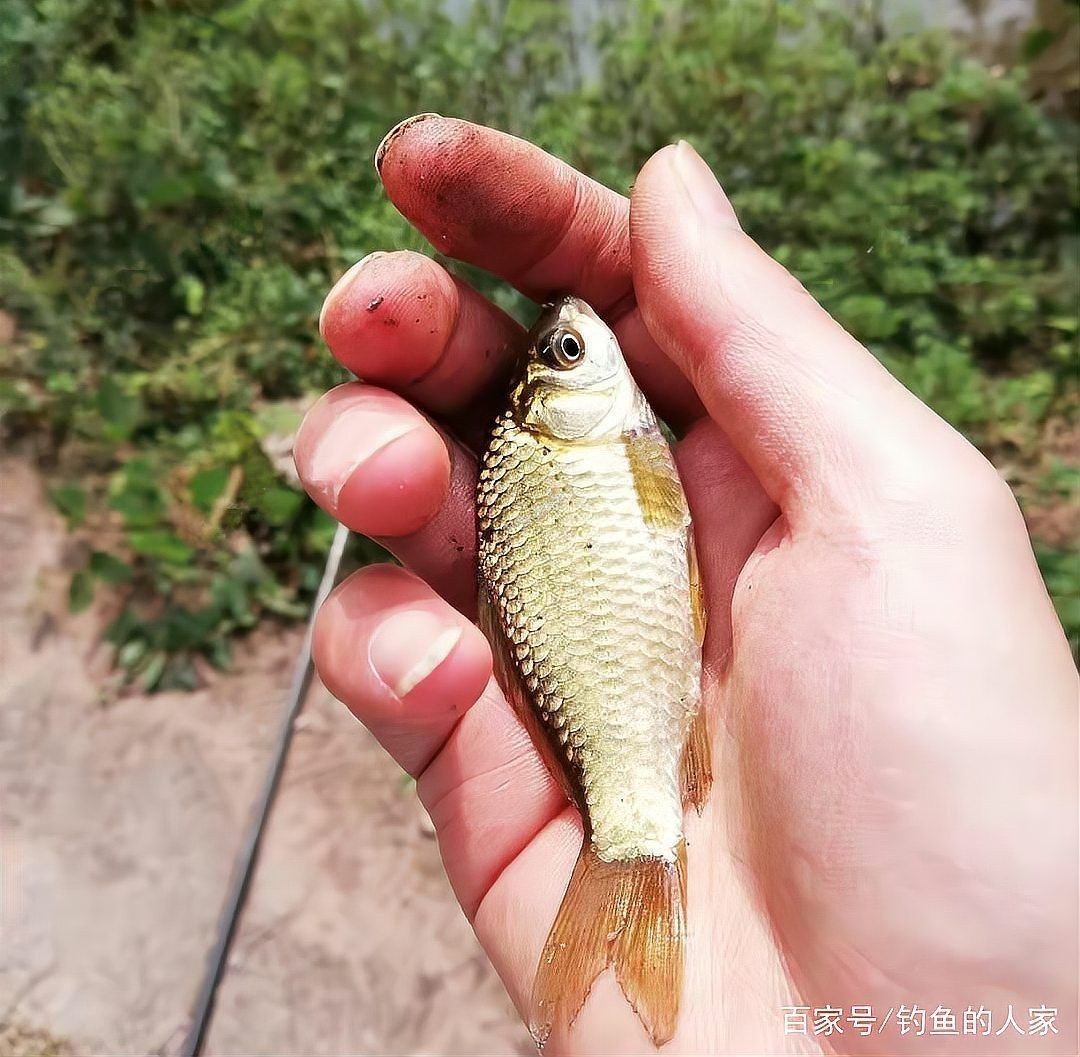 貴州青龍棒魚圖片及做法