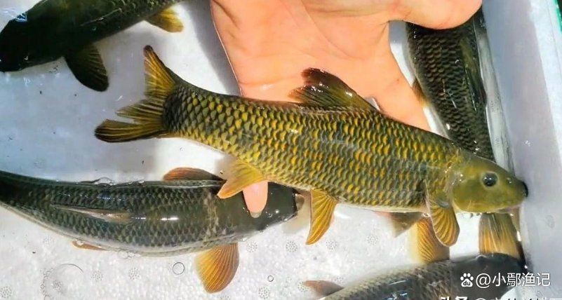 貴州青龍棒魚圖片及做法