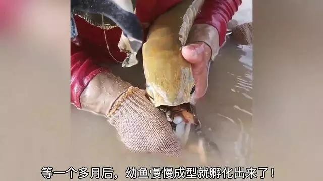 金龍魚動態視頻素材