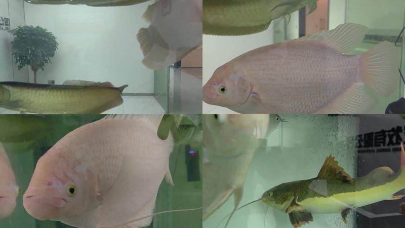 金龍魚動態視頻素材