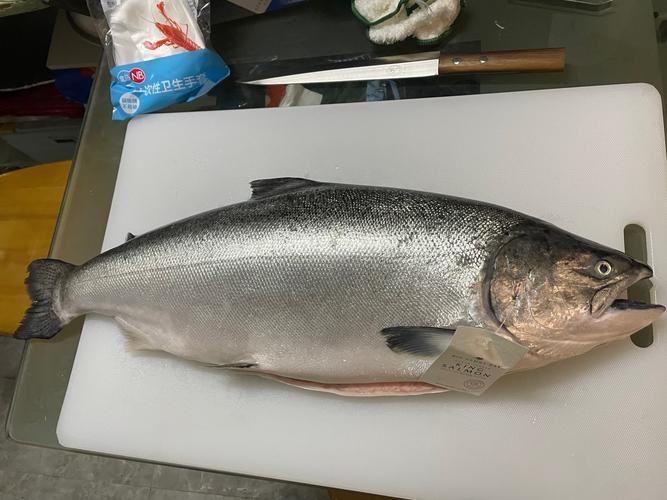 帝王魚(yú)圖片 帝王魚(yú)圖片 龍魚(yú)論壇 第7張