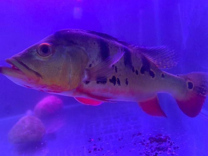 帝王魚(yú)圖片 帝王魚(yú)圖片 龍魚(yú)論壇 第6張
