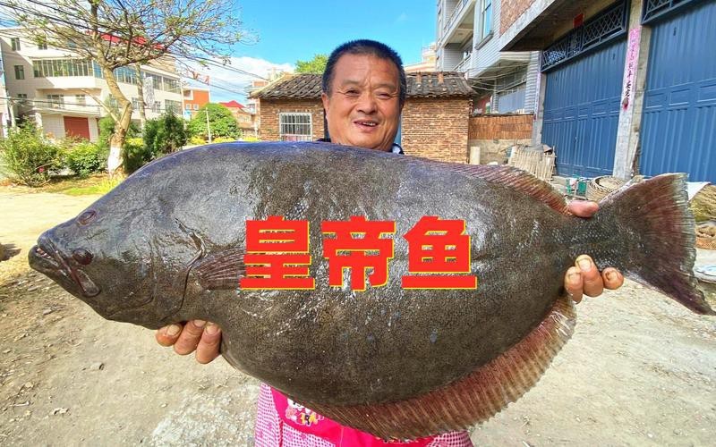 帝王魚(yú)圖片 帝王魚(yú)圖片 龍魚(yú)論壇 第4張