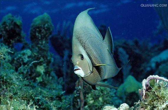 帝王魚(yú)圖片 帝王魚(yú)圖片 龍魚(yú)論壇 第8張