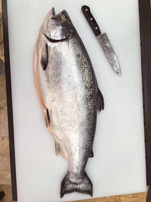 帝王魚(yú)圖片 帝王魚(yú)圖片 龍魚(yú)論壇 第12張