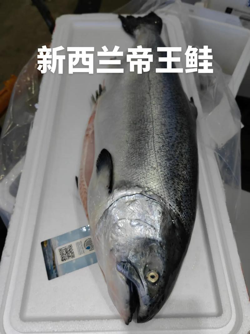 帝王魚(yú)圖片 帝王魚(yú)圖片 龍魚(yú)論壇 第13張