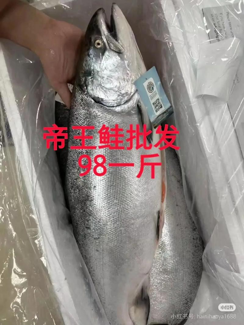 帝王魚(yú)圖片 帝王魚(yú)圖片 龍魚(yú)論壇 第14張