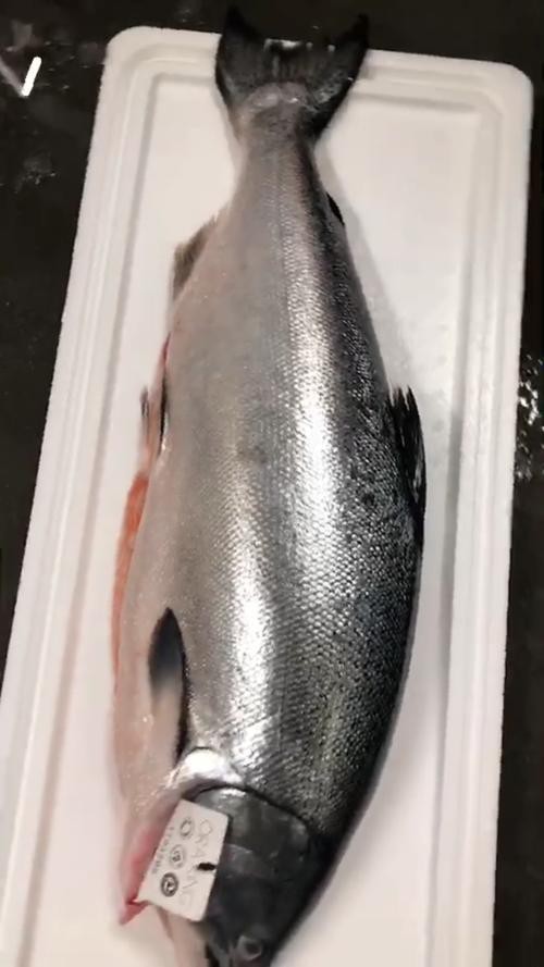 帝王魚(yú)圖片 帝王魚(yú)圖片 龍魚(yú)論壇 第10張