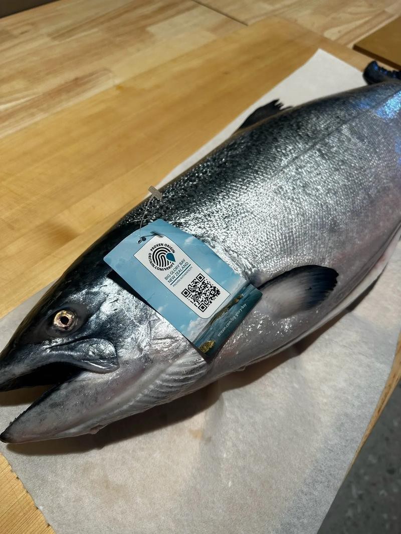 帝王魚(yú)圖片 帝王魚(yú)圖片 龍魚(yú)論壇 第17張
