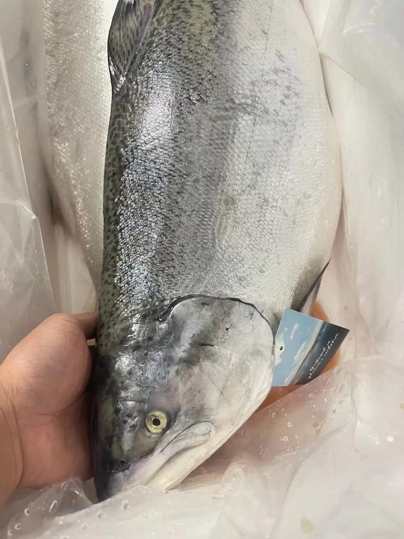 帝王魚(yú)圖片 帝王魚(yú)圖片 龍魚(yú)論壇 第15張