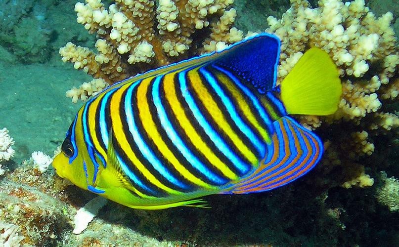 帝王魚(yú)圖片 帝王魚(yú)圖片 龍魚(yú)論壇 第18張