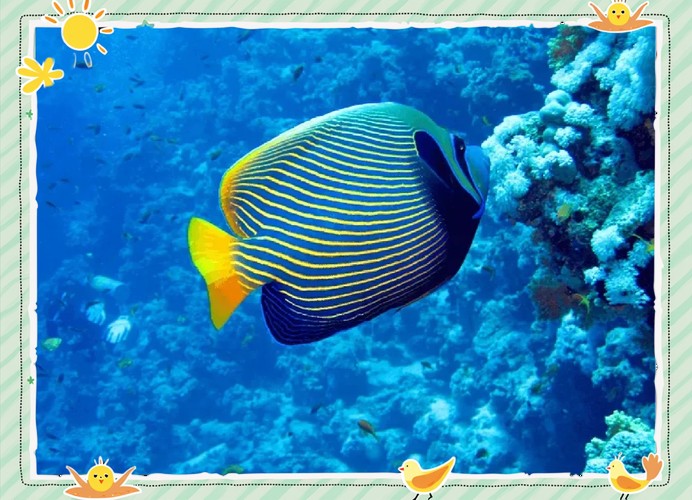 帝王魚(yú)圖片 帝王魚(yú)圖片 龍魚(yú)論壇 第20張