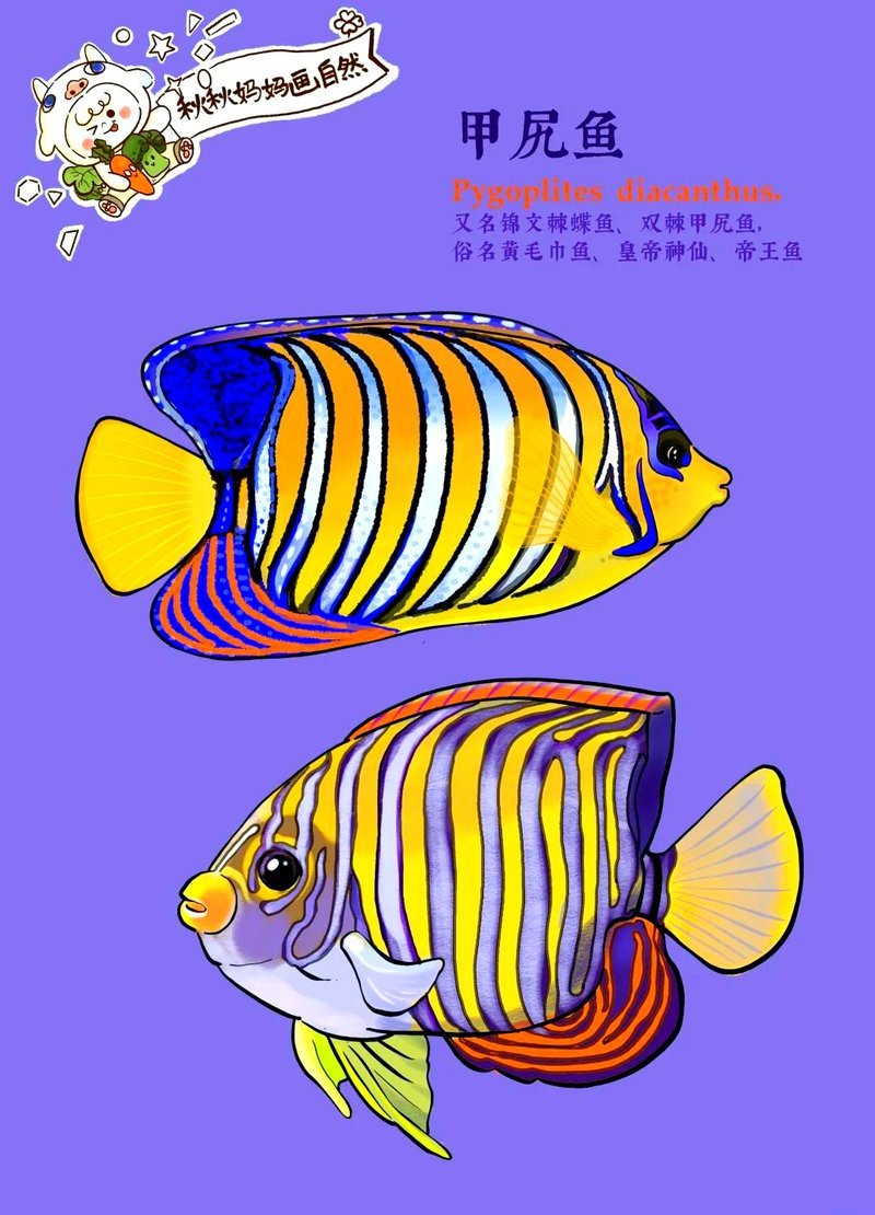 帝王魚(yú)圖片 帝王魚(yú)圖片 龍魚(yú)論壇 第24張
